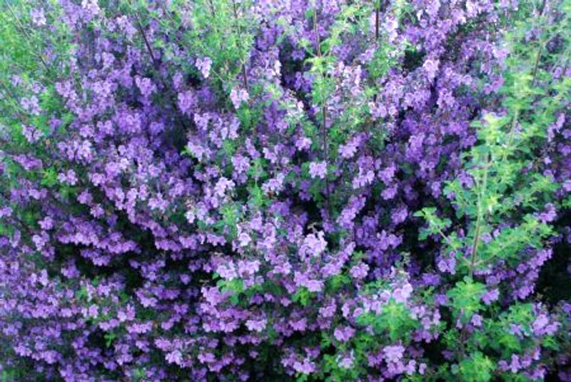 Prostanthera incisa - MINTY - Cut-Leaf Mint Bush