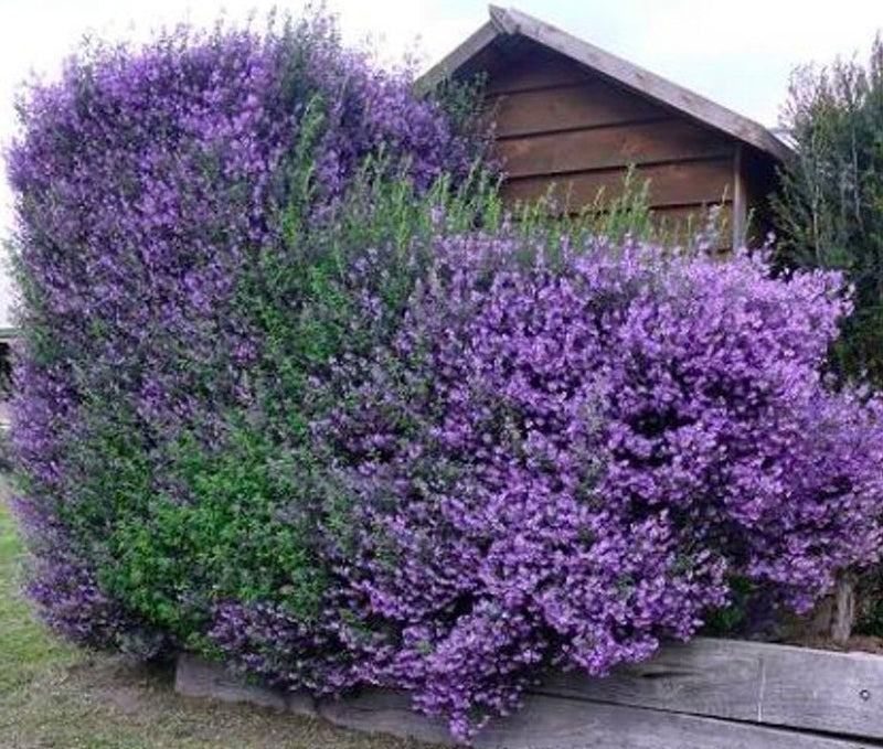 Prostanthera incisa - MINTY - Cut-Leaf Mint Bush