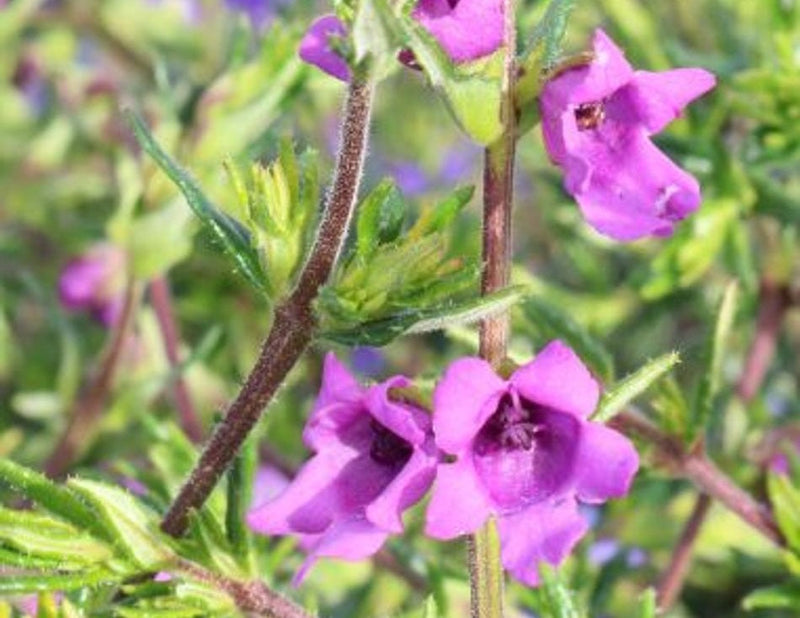 Prostanthera crocodyloides - Crocodile Mint