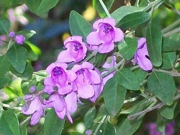 Prostanthera ovalifolia - COMPACTA - Dwarf Purple Mint Bush