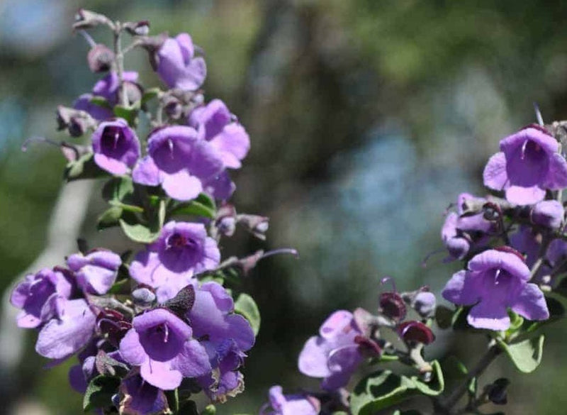 Prostanthera rotundifolia - Native Oregano Tucker Bush