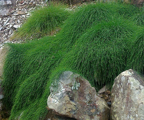 Casuarina glauca - COUSIN IT - Prostrate Swamp Sheoak