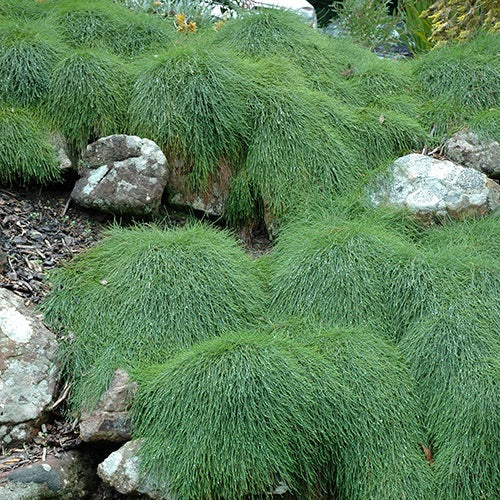 Casuarina glauca - COUSIN IT - Prostrate Swamp Sheoak