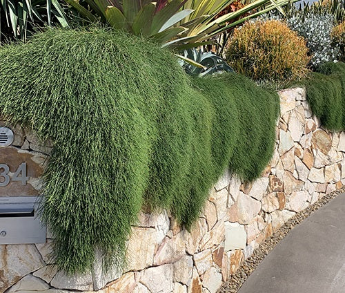 Casuarina glauca - COUSIN IT - Prostrate Swamp Sheoak