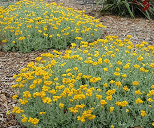 Chrysocephalum apiculatum - SILVER AND GOLD - Yellow Buttons