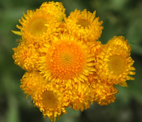 Chrysocephalum apiculatum - SILVER AND GOLD - Yellow Buttons