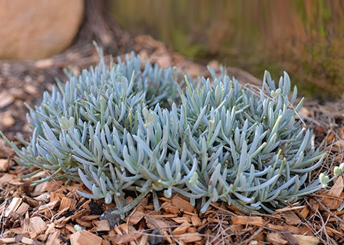 Curio talinoides mandraliscae - Blue Chalksticks Dwarf