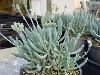 Curio talinoides mandraliscae - Blue Chalksticks Dwarf