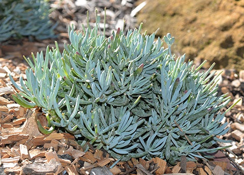 Curio talinoides mandraliscae - Blue Chalksticks Dwarf