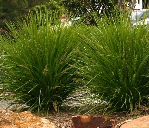 Lomandra confertifolia x longifolia - LIME TUFF - Spiny-Head Mat-Rush