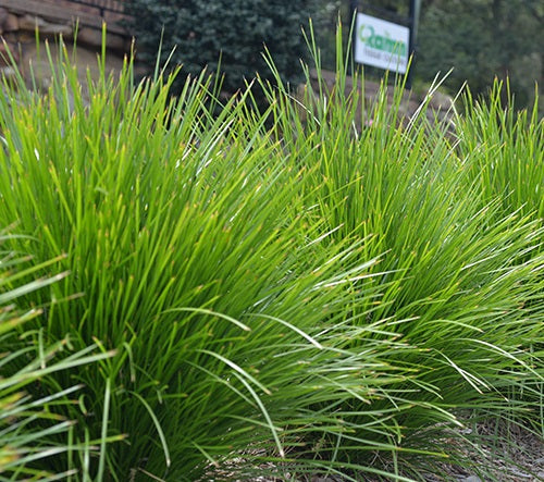 Lomandra confertifolia x longifolia - LIME TUFF - Spiny-Head Mat-Rush