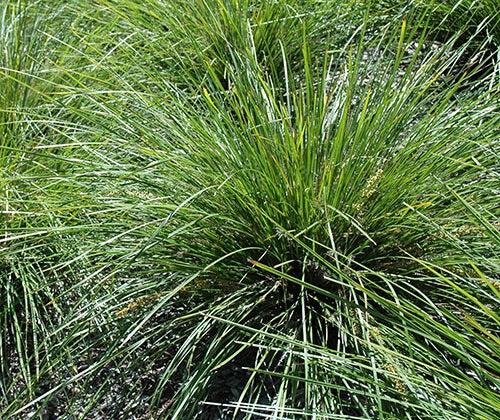 Lomandra longifolia - VERDAY - Spiny-Head Mat-Rush 'LL364' PBR