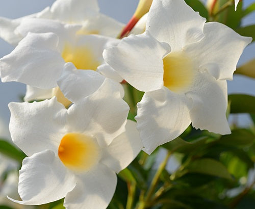 Mandevilla - ALOHA BRIGHT WHITE - Rocktrumpet