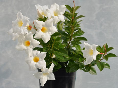 Mandevilla - ALOHA BRIGHT WHITE - Rocktrumpet