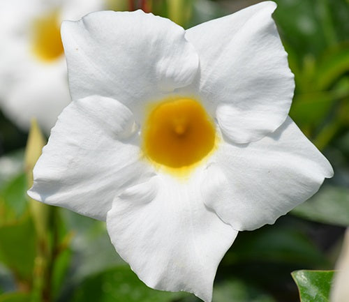 Mandevilla - ALOHA BRIGHT WHITE - Rocktrumpet