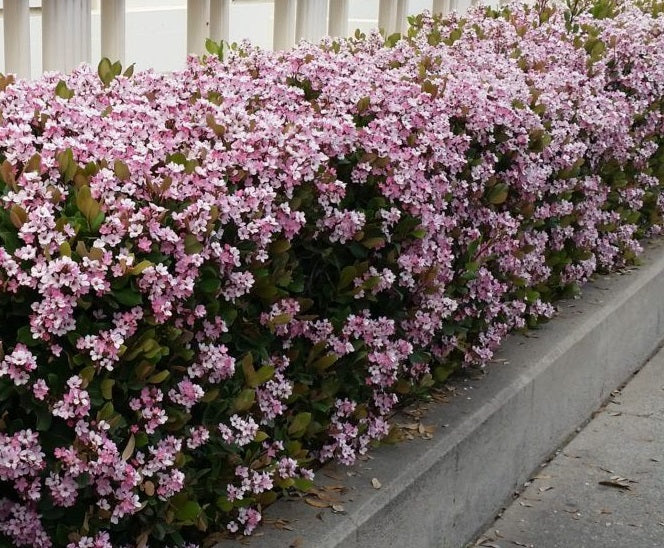 Rhaphiolepis indica - BALLERINA - Dwarf Pink Indian Hawthorn