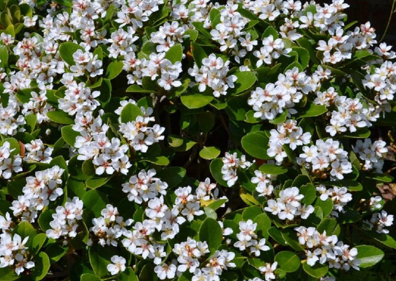 Rhaphiolepis indica - ORIENTAL PEARL - White Indian Hawthorn 'Oriental Pearl' PBR