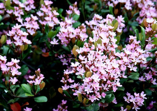 Rhaphiolepis indica - SPRINGTIME - Indian Hawthorn