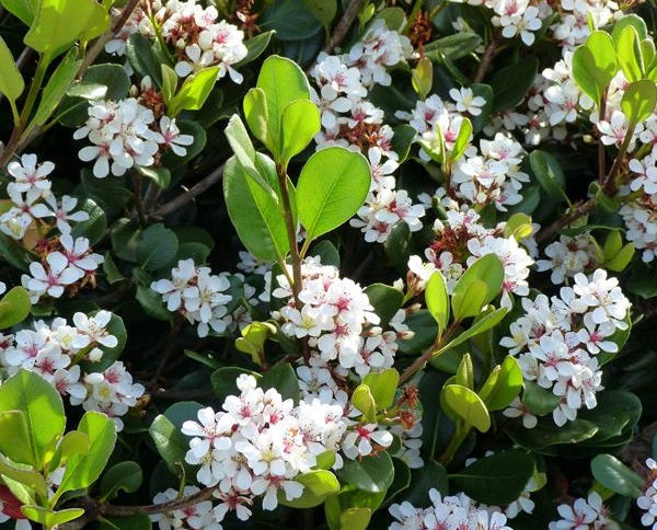 Rhaphiolepis indica - ALBA - Indian Hawthorn