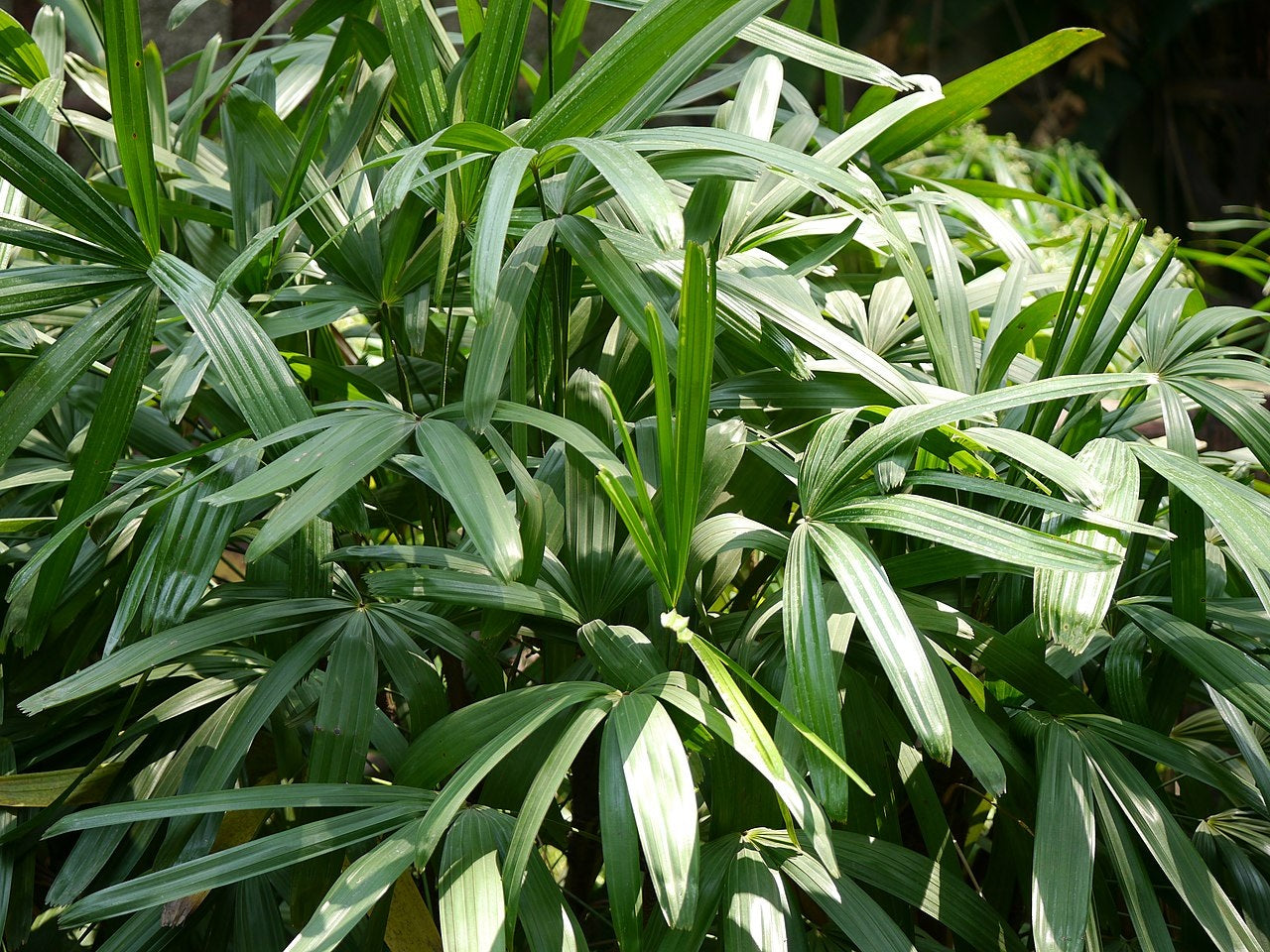 Rhapis excelsa - Lady Palm