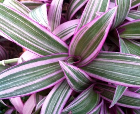 Tradescantia spathacea - STRIPE ME PINK - Variegated Rhoeo