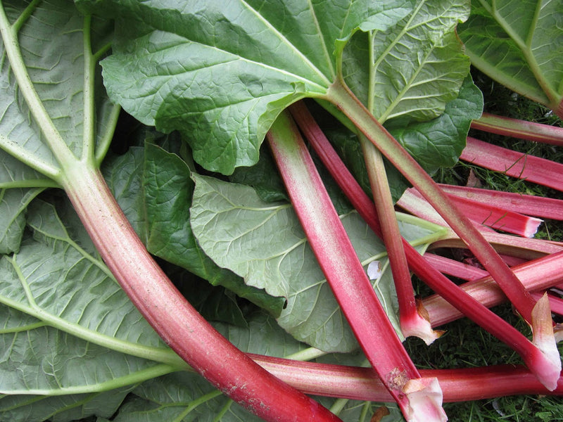 Rhubarb - RED BARON - Rheum rhabarbarum