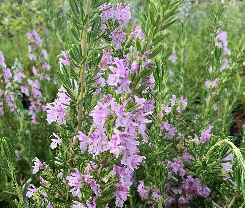 Rosemary - AUSSIE PINK - Salvia rosmarinus