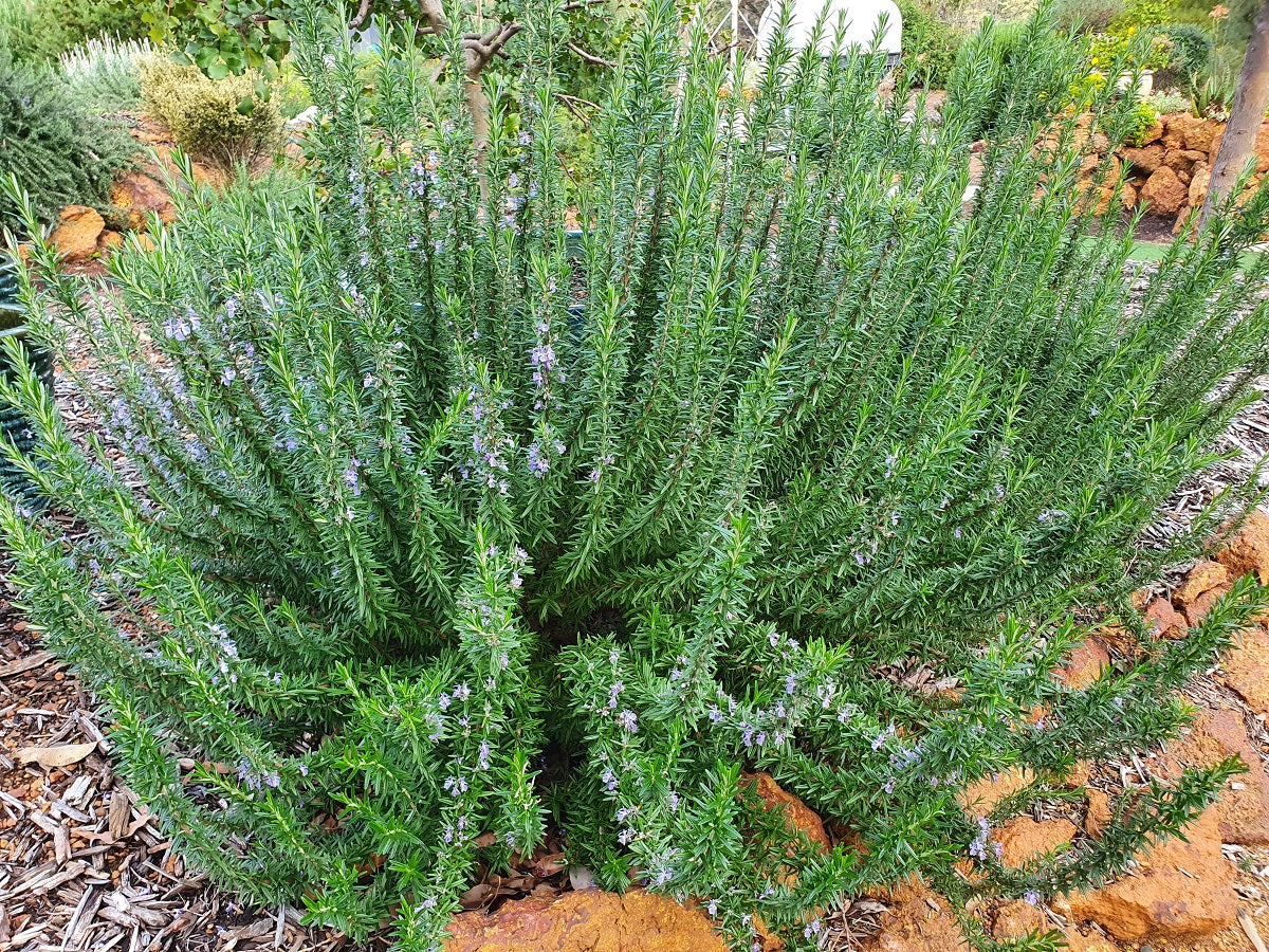 Rosemary - TUSCAN BLUE - Salvia rosmarinus