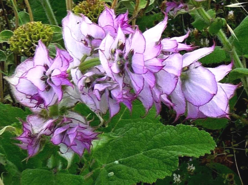 Sage Clary - Salvia sclarea