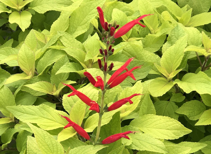 Sage Pineapple - GOLDEN DELICIOUS - Salvia elegans