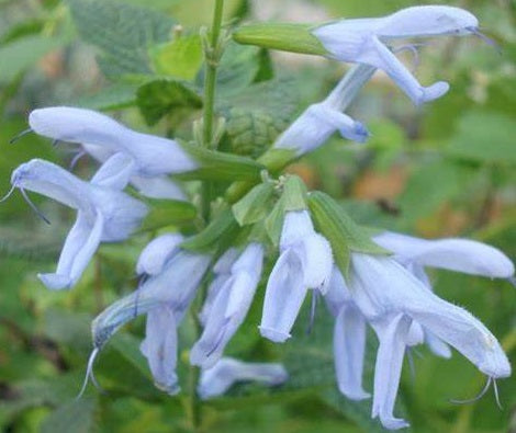 Salvia guaranitica - ARGENTINE SKIES - Hummingbird Sage