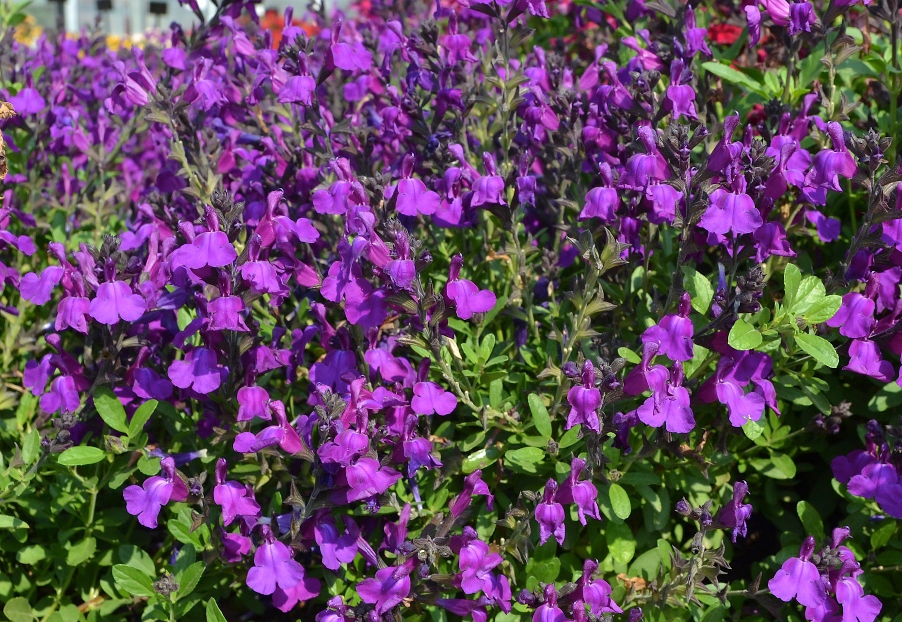 Salvia greggii - Mirage™ DEEP PURPLE - Autumn Sage