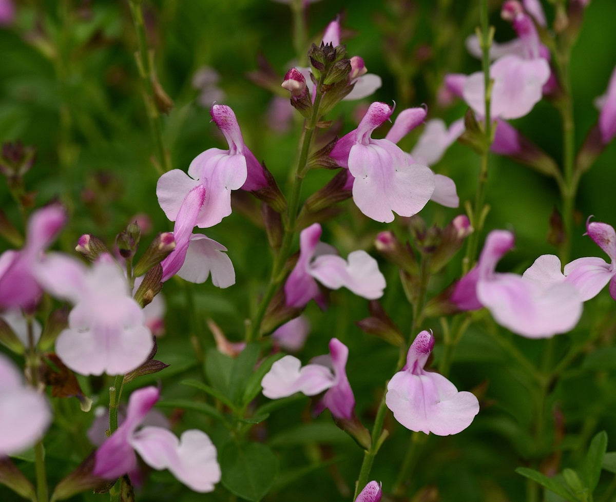 Salvia greggii - Mirage™ SOFT PINK - Autumn Sage