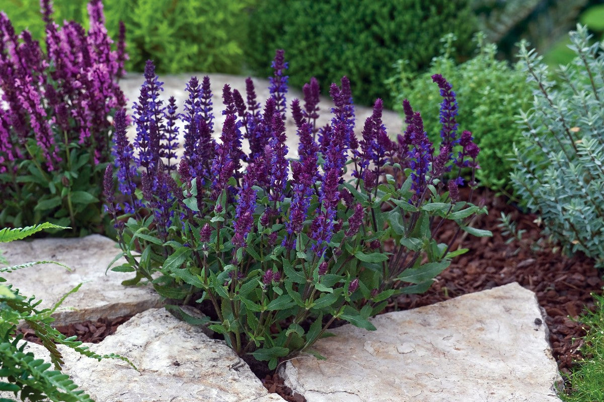 Salvia nemorosa - NEW DIMENSION BLUE - Woodland Sage