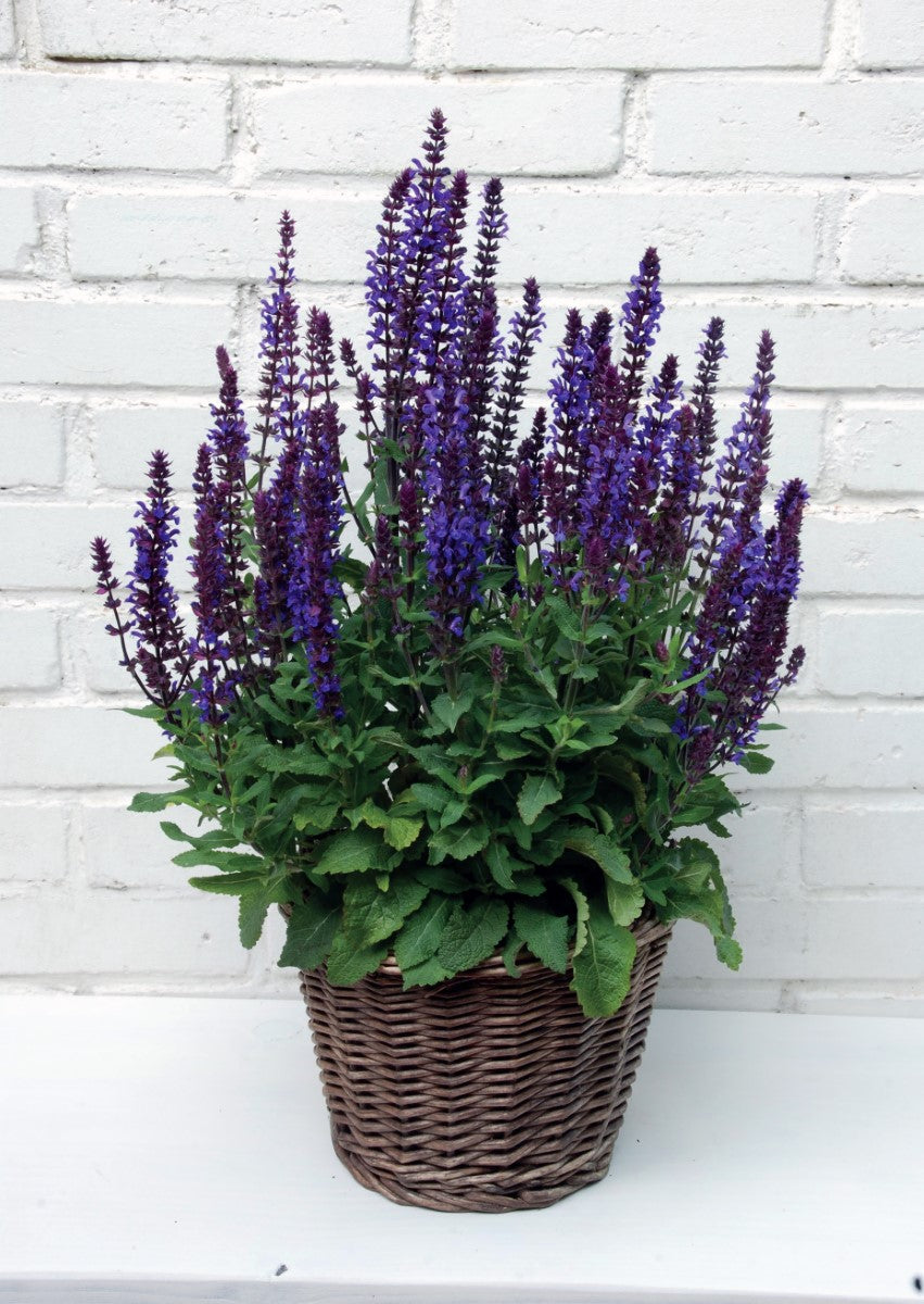 Salvia nemorosa - NEW DIMENSION BLUE - Woodland Sage