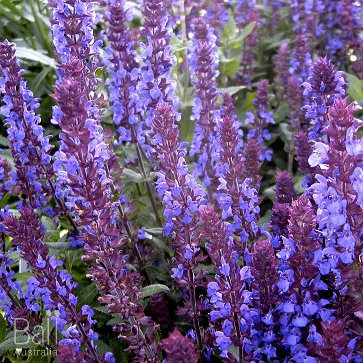 Salvia nemorosa - NEW DIMENSION BLUE - Woodland Sage