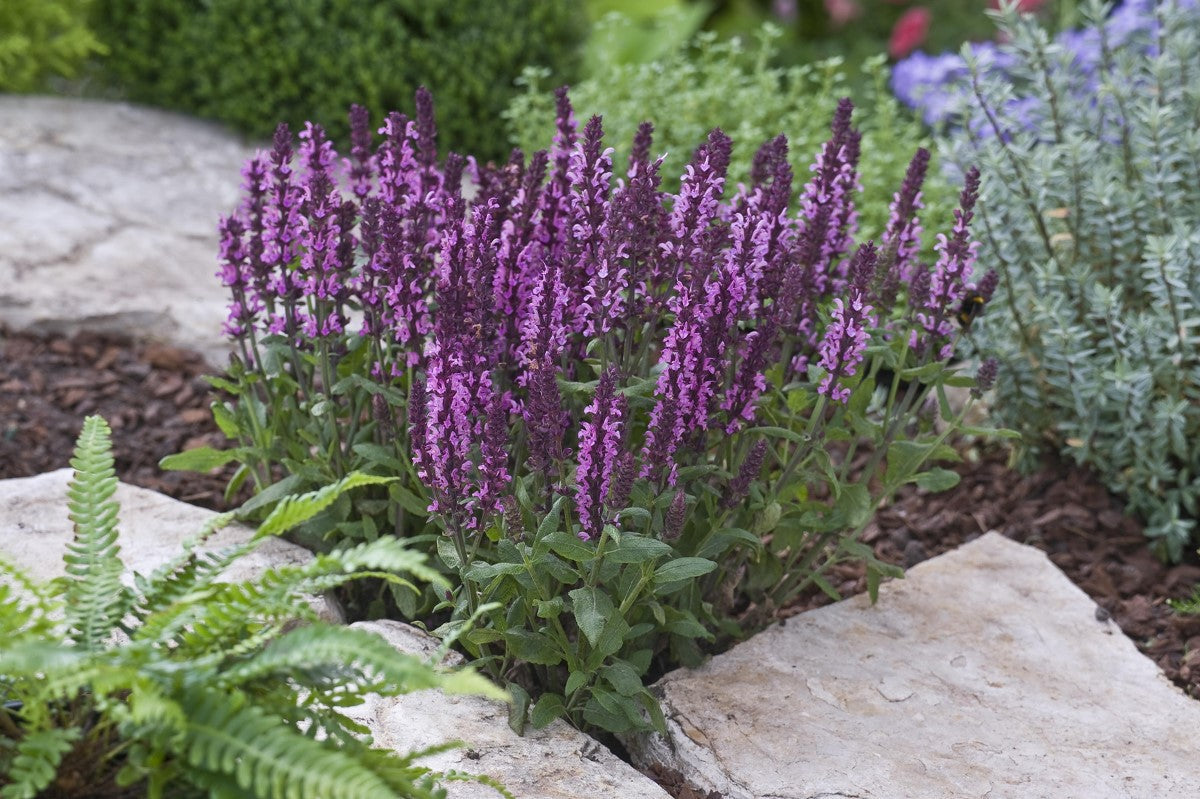 Salvia nemorosa - NEW DIMENSION ROSE - Woodland Sage