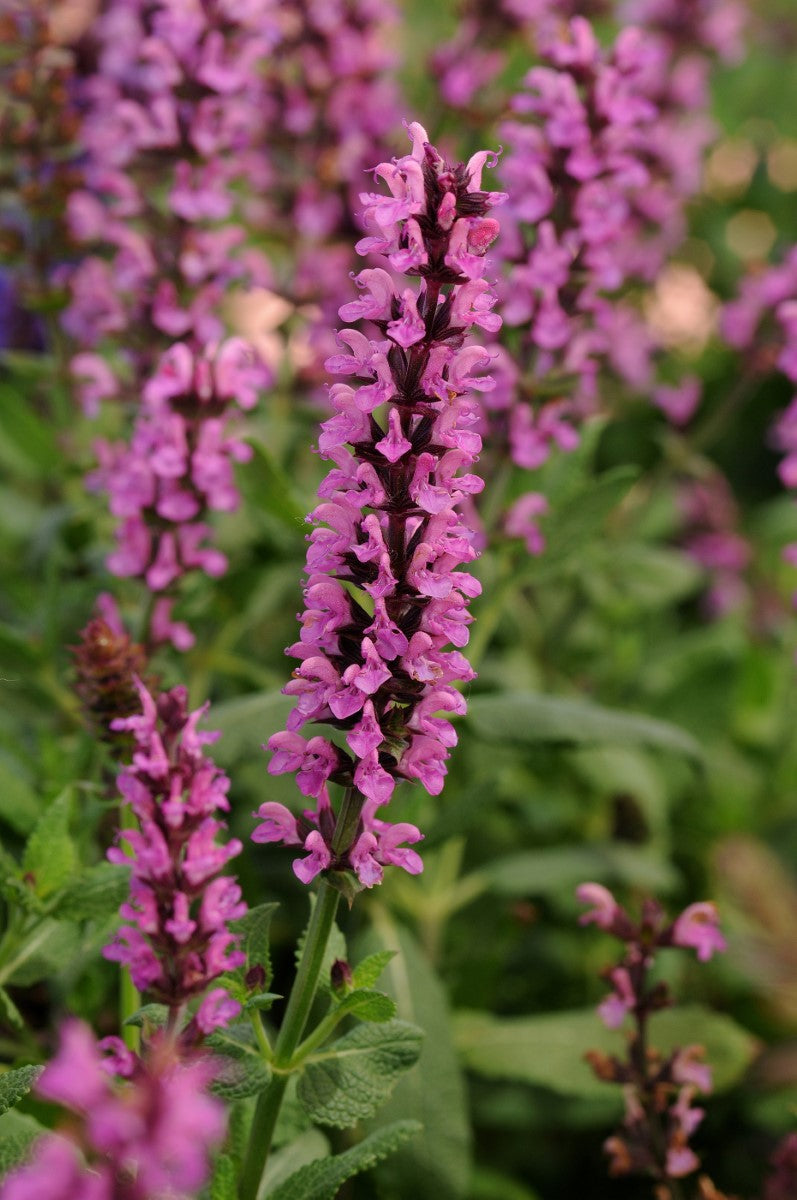 Salvia nemorosa - NEW DIMENSION ROSE - Woodland Sage