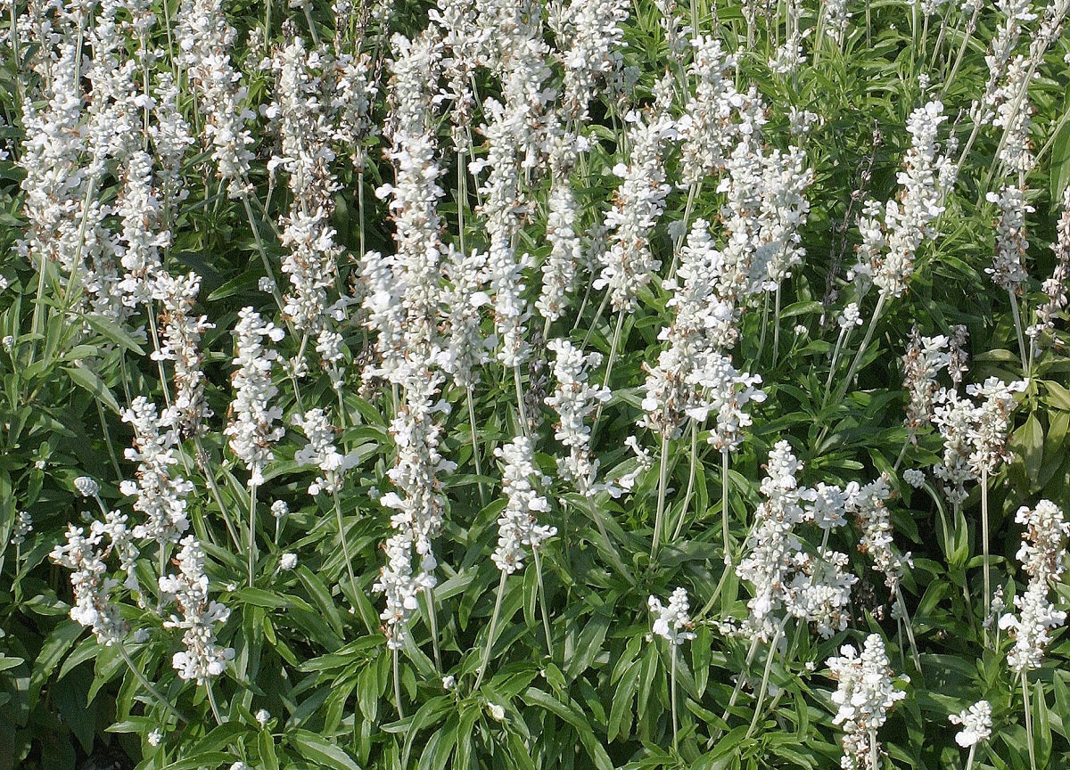 Salvia farinacea - VICTORIA WHITE - Mealycup Sage