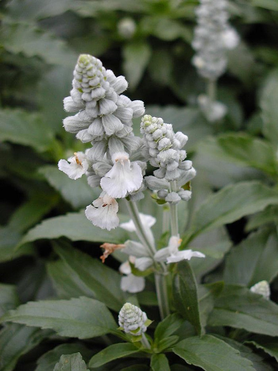 Salvia farinacea - VICTORIA WHITE - Mealycup Sage