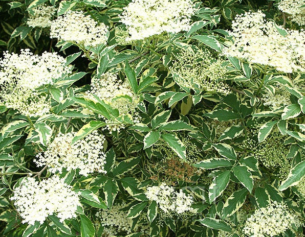 Elderberry Common Variegated - Sambucus canadensis