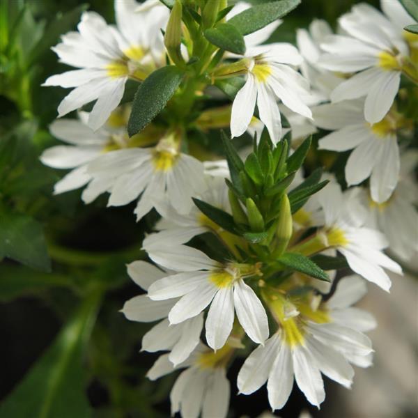 Scaevola aemula - BONDI WHITE - Fairy Fan-Flower