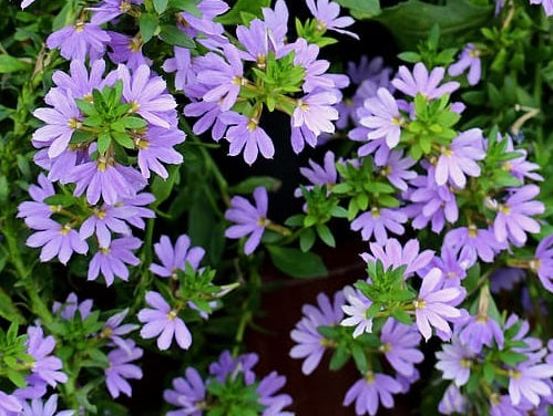 Scaevola aemula - BONDI BLUE - Fairy Fan-Flower