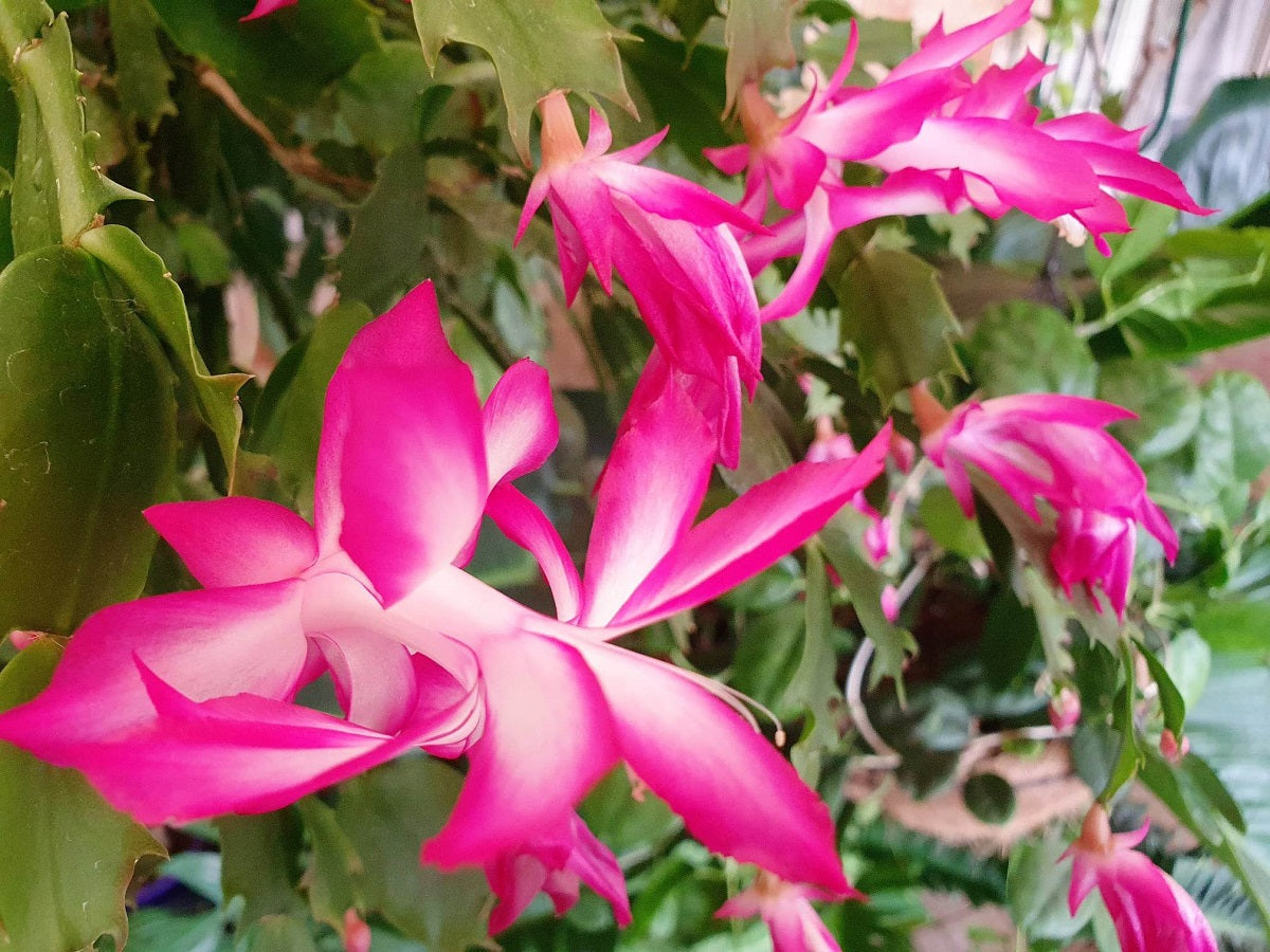 Schlumbergera - PINK WHITE - Zygocactus