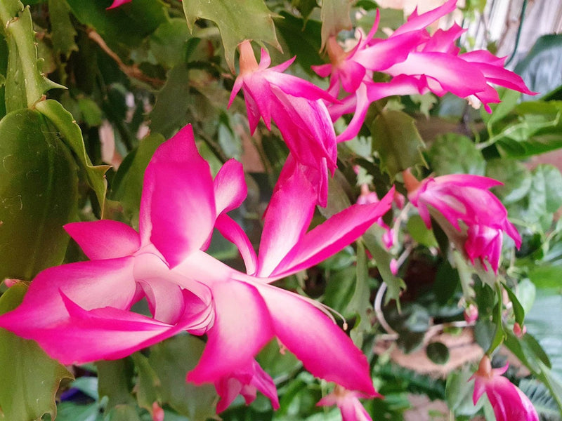 Schlumbergera - PINK WHITE - Zygocactus