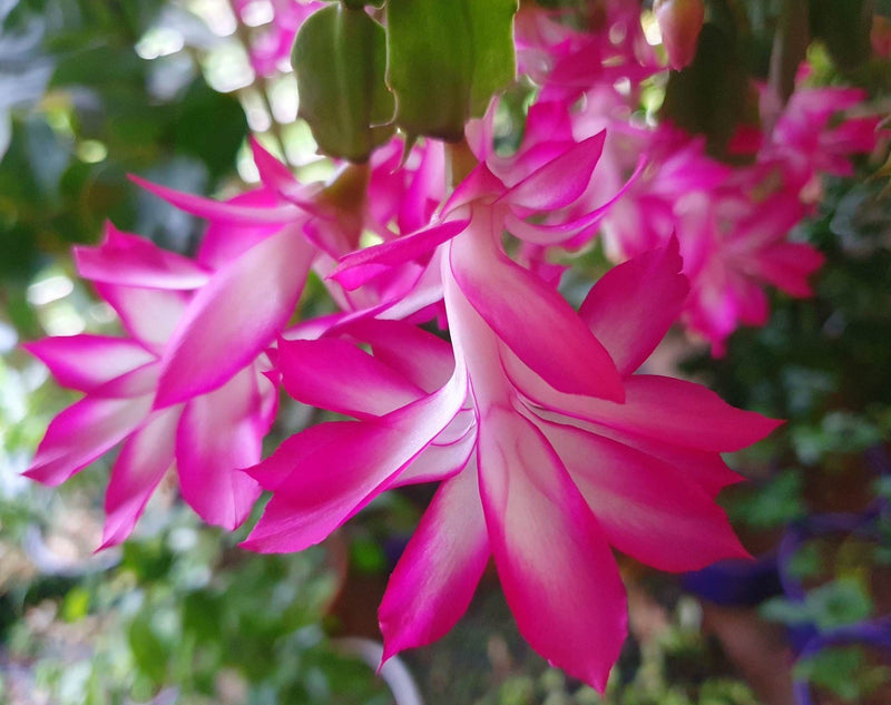 Schlumbergera - PINK WHITE - Zygocactus