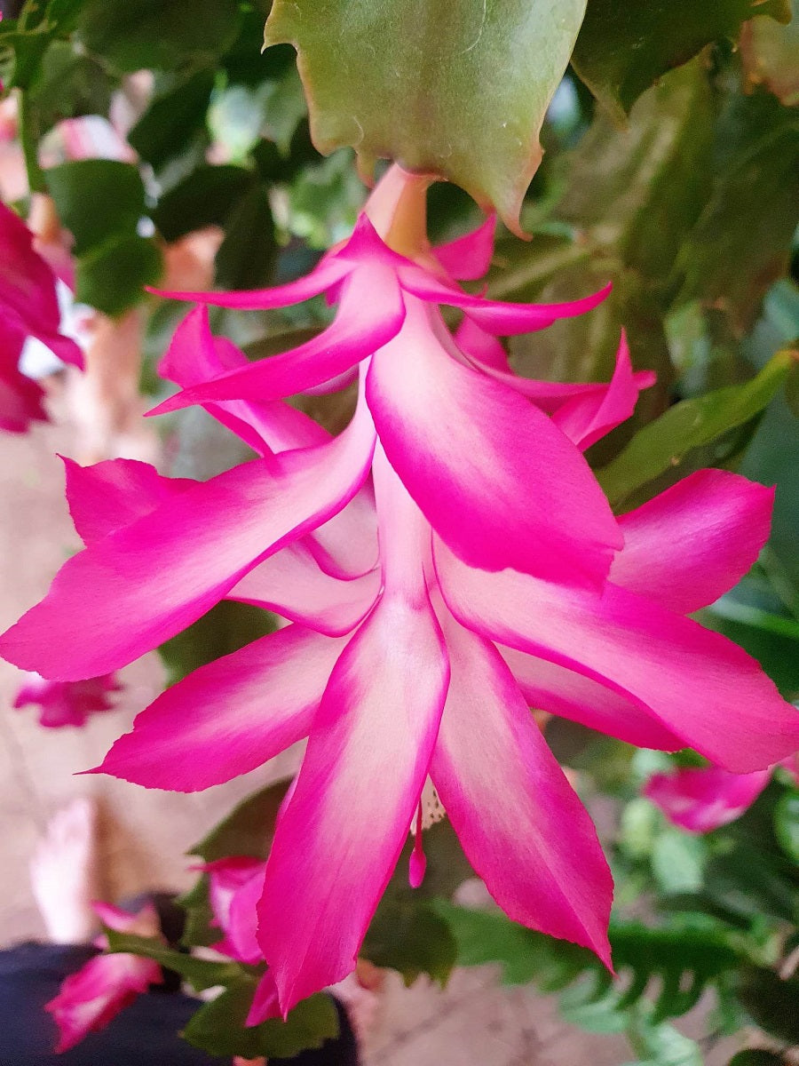 Schlumbergera - PINK WHITE - Zygocactus