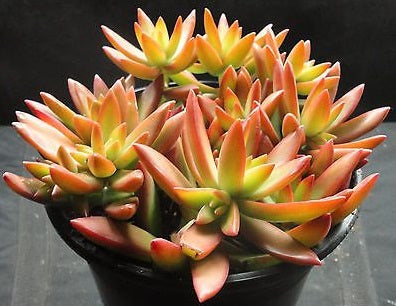 Sedum adolphi - FIRESTORM - Coppertone Stonecrop