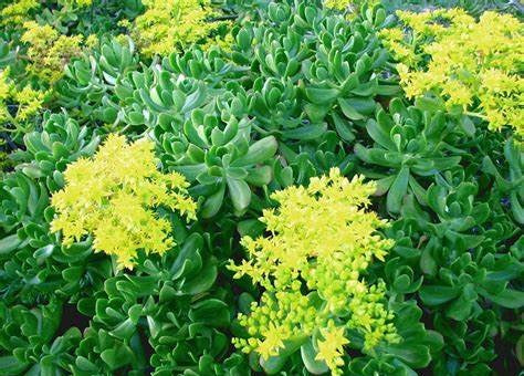 Sedum praealtum - Green Cockscomb