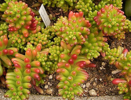 Sedum x rubrotinctum - Jelly Bean Plant